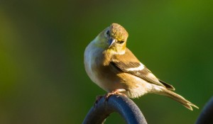 listening goldfinch